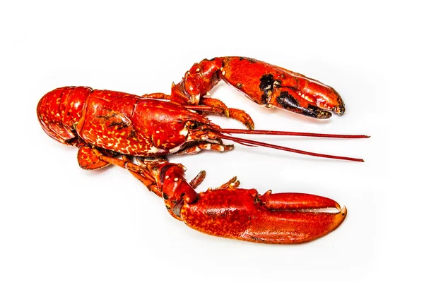 Homard européen cuit — Photo