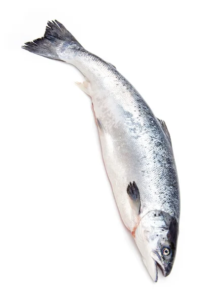 Salmón del Atlántico pescado entero . — Foto de Stock