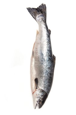 Bütün Atlantik Somon Balık.