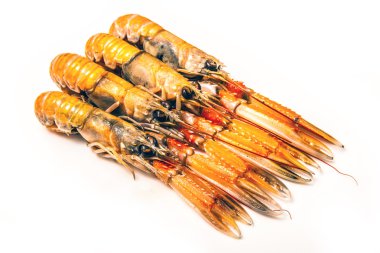 bilinenlerin (nephrops norvegicus)
