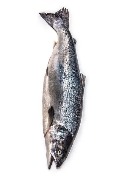 अटलांटिक सल्मन पूरी मछली . — स्टॉक फ़ोटो, इमेज