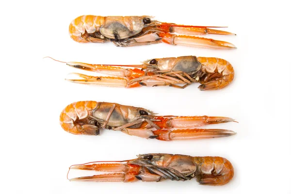 Langoustine (Nephrops norvegicus) — Stockfoto