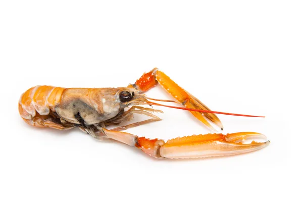 Langustiny (nephrops norvegicus) — Stock fotografie