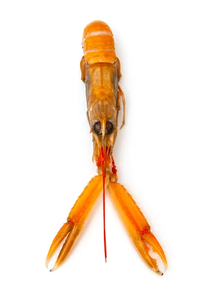 Lagostim (nephrops norvegicus) — Fotografia de Stock