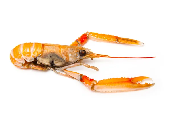 Langoustine (Nephrops norvegicus) ) — Photo