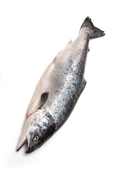 Pesce intero salmone atlantico . — Foto Stock
