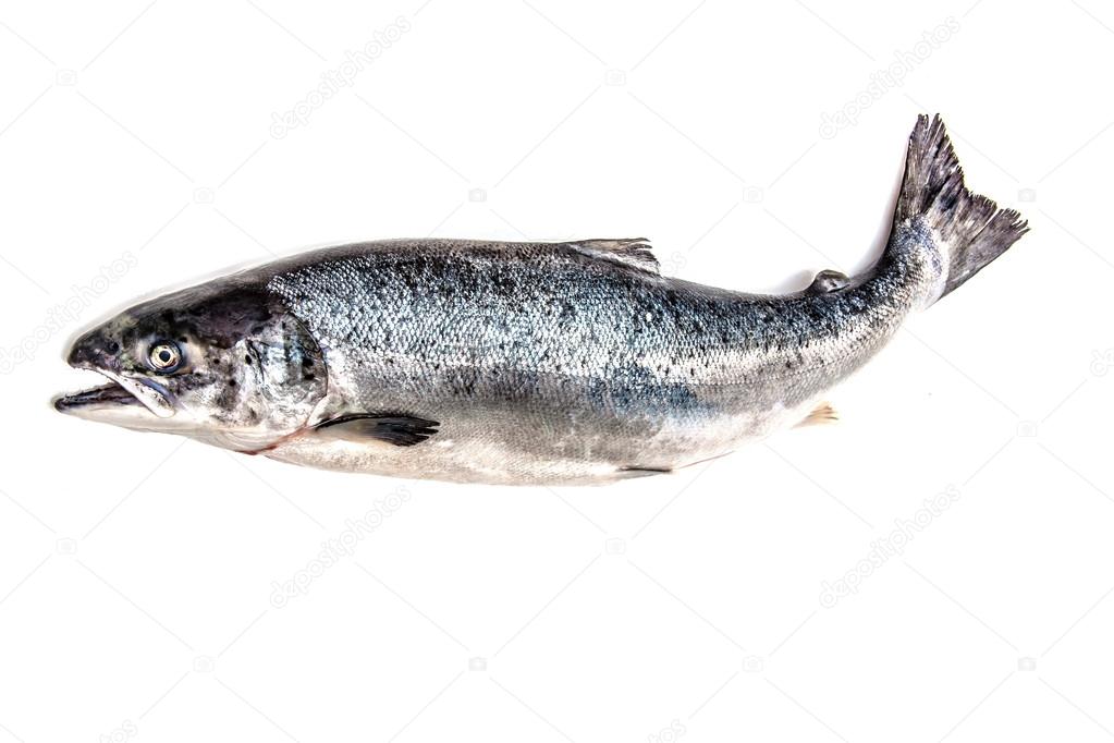 Atlantic Salmon whole fish.
