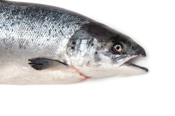 Atlantic Salmon whole fish. — Stock Photo, Image