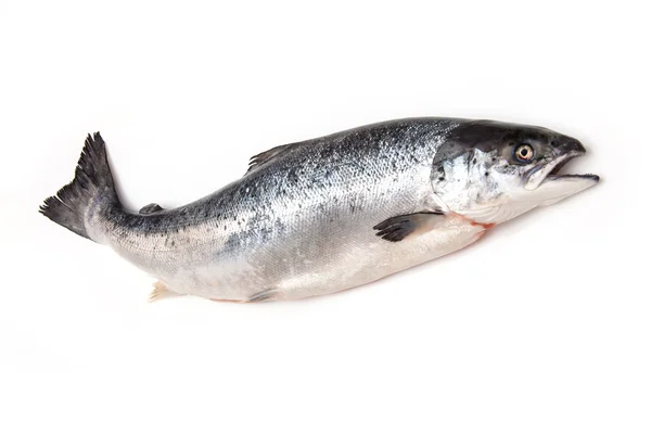 Salmón del Atlántico pescado entero . —  Fotos de Stock