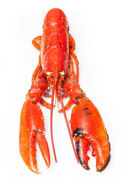 Homard européen cuit — Photo