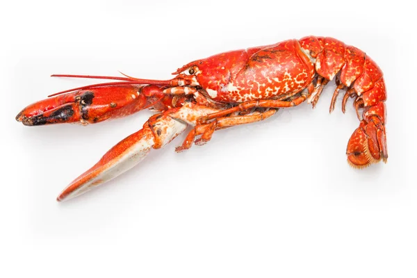 Cooked European lobster — Stock Photo, Image