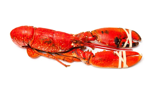 Cooked European lobster — Stock Photo, Image