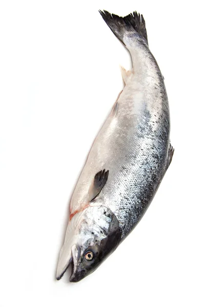 Atlantischer Lachs ganze Fische. — Stockfoto