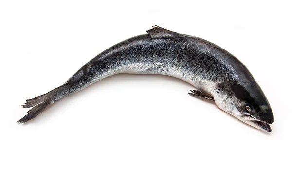 Pesce intero salmone atlantico . — Foto Stock