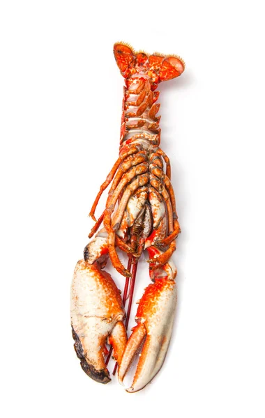 Cooked European lobster — Stock Photo, Image