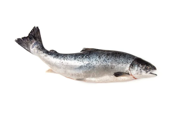 Atlantischer Lachs ganze Fische. — Stockfoto