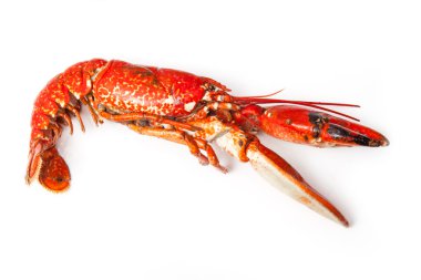 Avrupa ıstakoz pişmiş