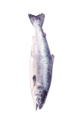 Bütün Atlantik Somon Balık.