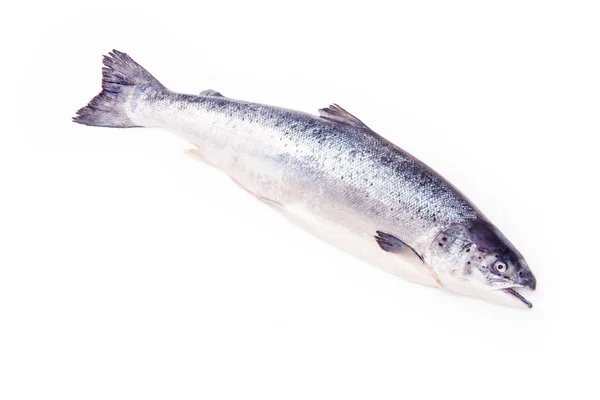 Atlantic Salmon whole fish. — Stock Photo, Image