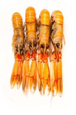 bilinenlerin (nephrops norvegicus)