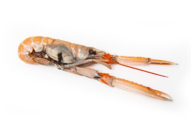 bilinenlerin (nephrops norvegicus)