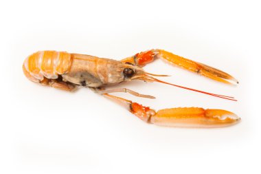 bilinenlerin (nephrops norvegicus)