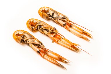 bilinenlerin (nephrops norvegicus)