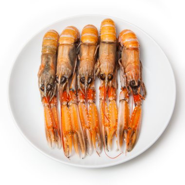 bilinenlerin (nephrops norvegicus)