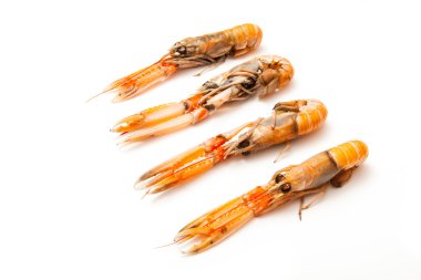 bilinenlerin (nephrops norvegicus)