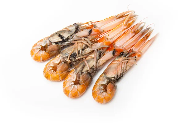 Langoustin (nephrops norvegicus)) — Stockfoto