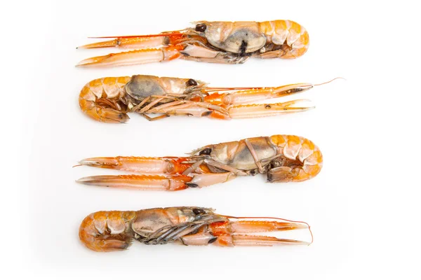 Langoustine (Nephrops norvegicus) — Stock Photo, Image