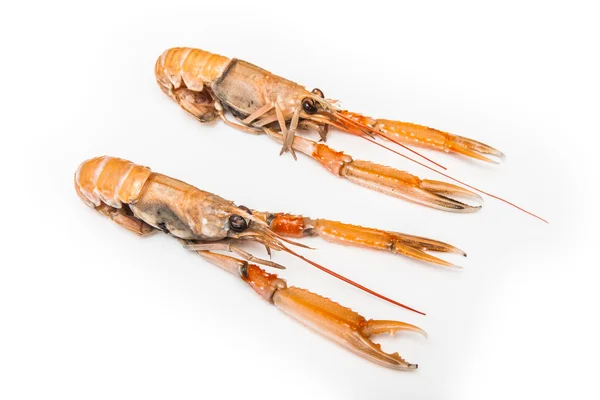 Langoustin (nephrops norvegicus)) — Stockfoto