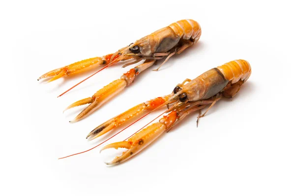 Langoustine (Nephrops norvegicus) — Stockfoto