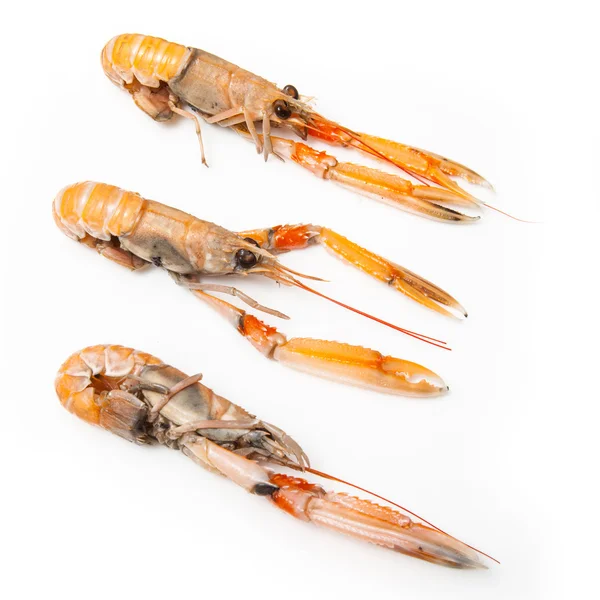 Langoustine (Nephrops norvegicus) — Stockfoto