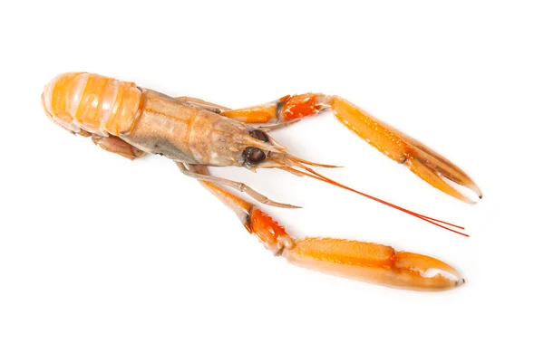 Langoustine (Nephrops norvegicus) — Stockfoto