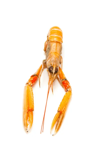 Καραβίδας (nephrops norvegicus) — Φωτογραφία Αρχείου