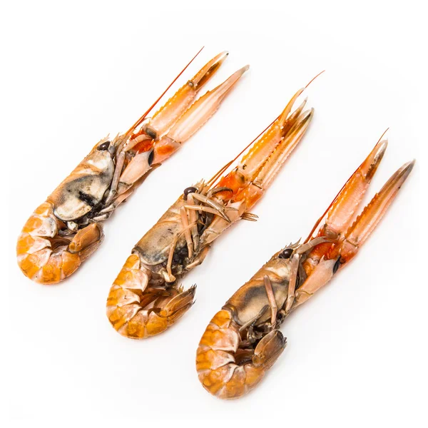 Langoustine (Nephrops norvegicus) — Stock Photo, Image