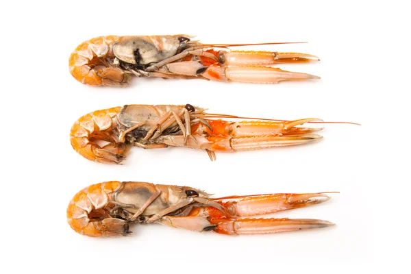 Langoustine (Nephrops norvegicus) ) — Photo