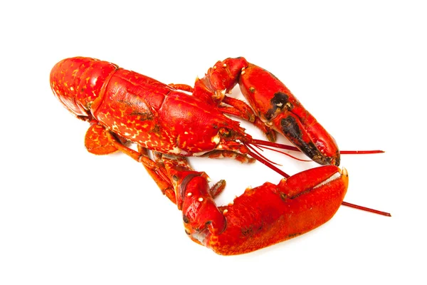 Cooked European lobster — Stock Photo, Image