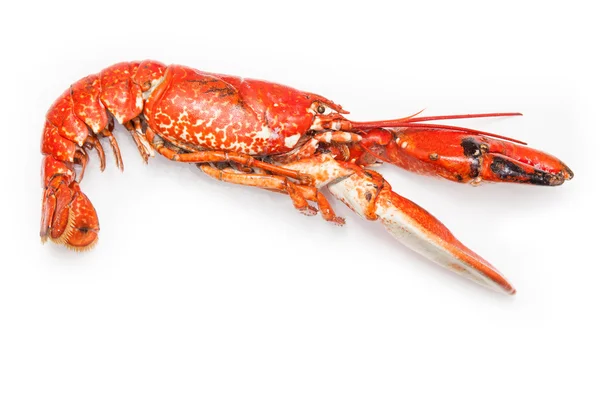 Homard européen cuit — Photo