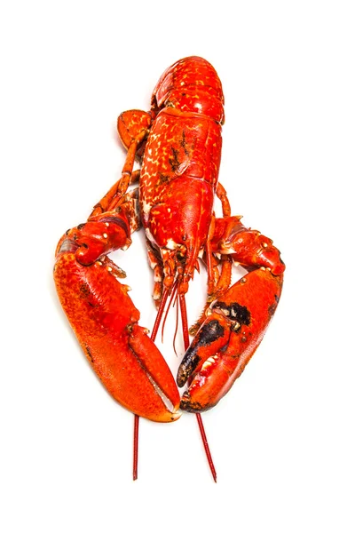 Homard européen cuit — Photo