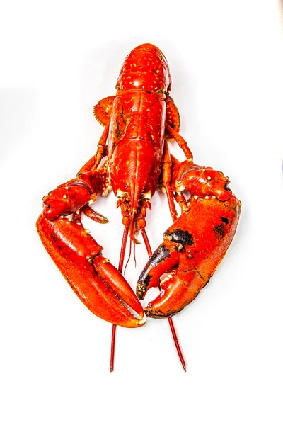 Homard européen cuit — Photo