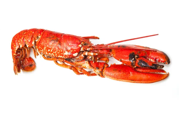 Cooked European lobster — Stock Photo, Image