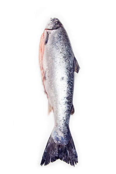 Вся риба атлантичного лосося. — стокове фото