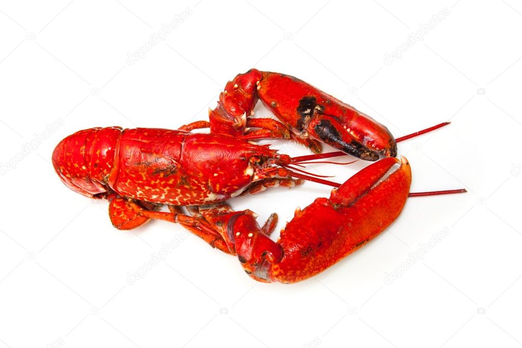 Cooked European lobster