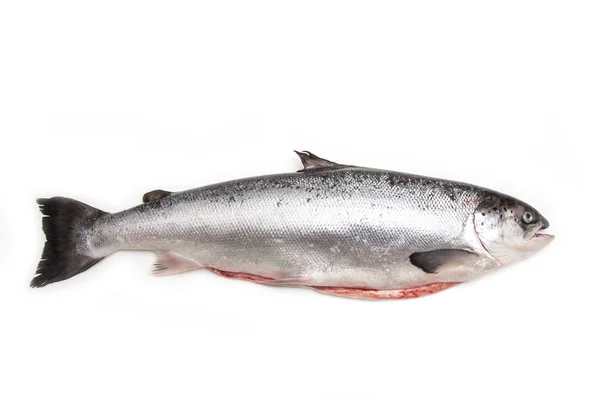 Pesce salmone scozzese intero — Foto Stock