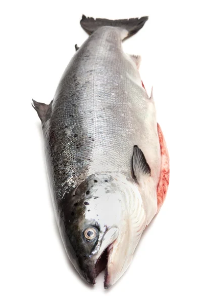 Pescado entero de salmón escocés —  Fotos de Stock