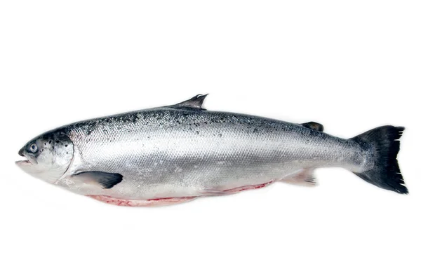 Pesce salmone scozzese intero — Foto Stock