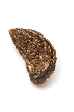 Büyük istiridye izole