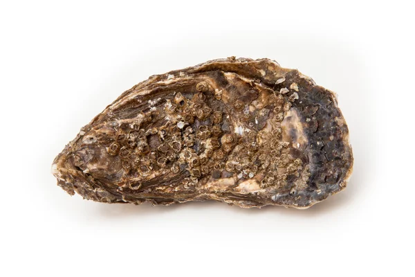 Large oyster isolated — Stock Photo, Image